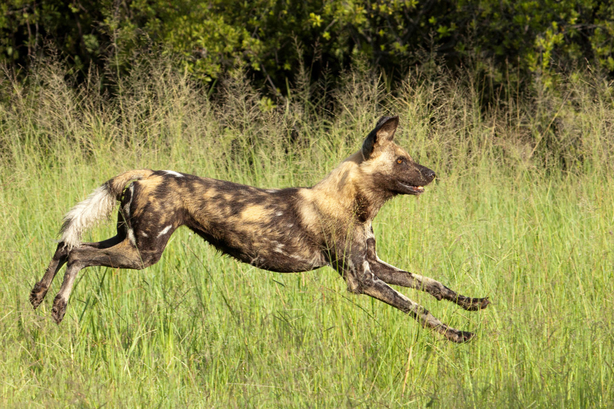 African-wild-dog