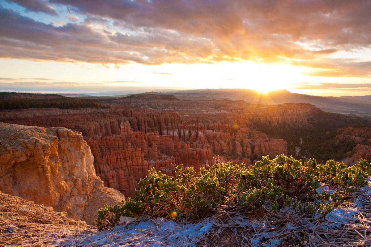 Bryce-Canyon-manzanita-bush
