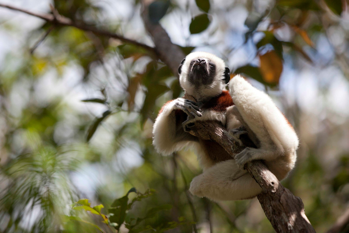 Madagascar-lemur