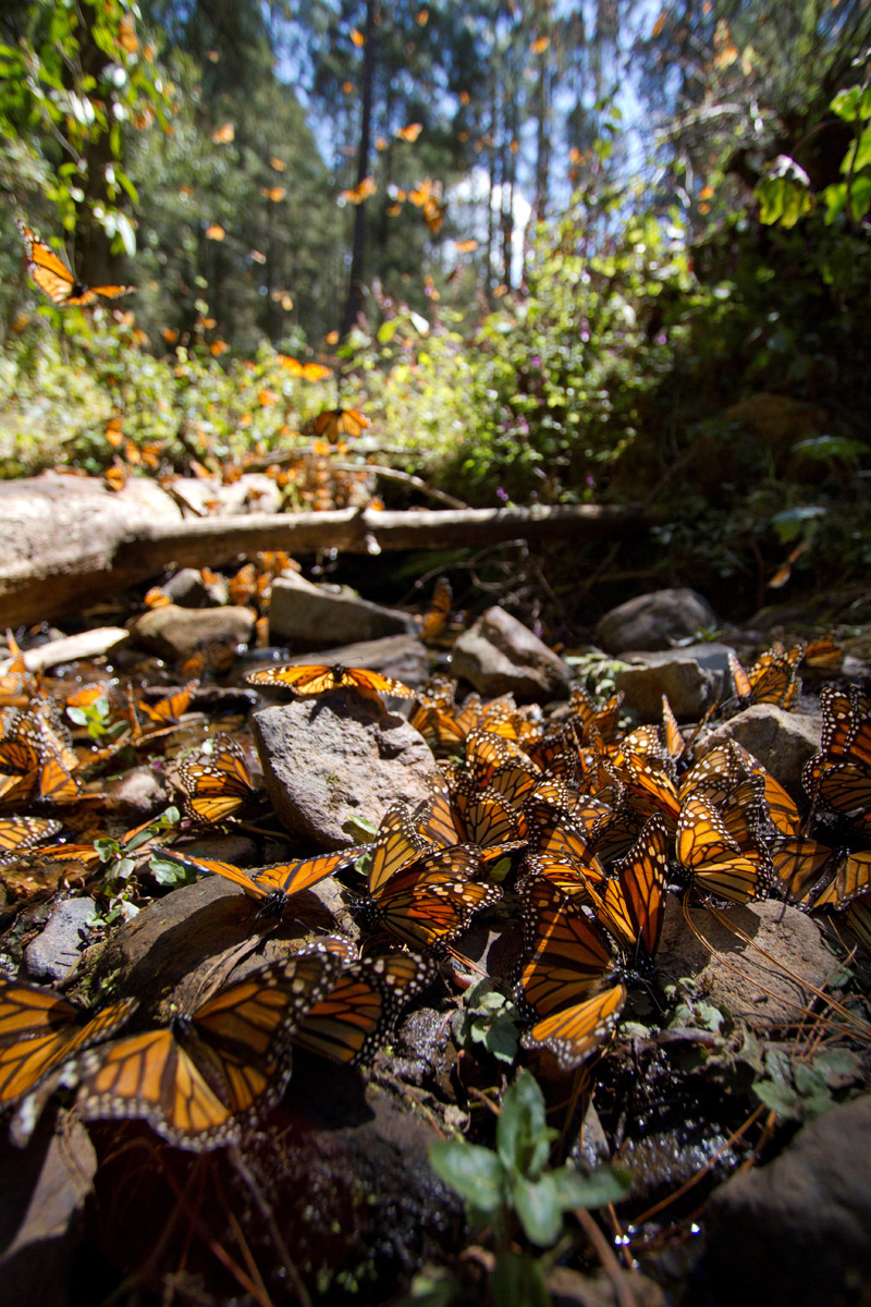 Monarch-butterflies