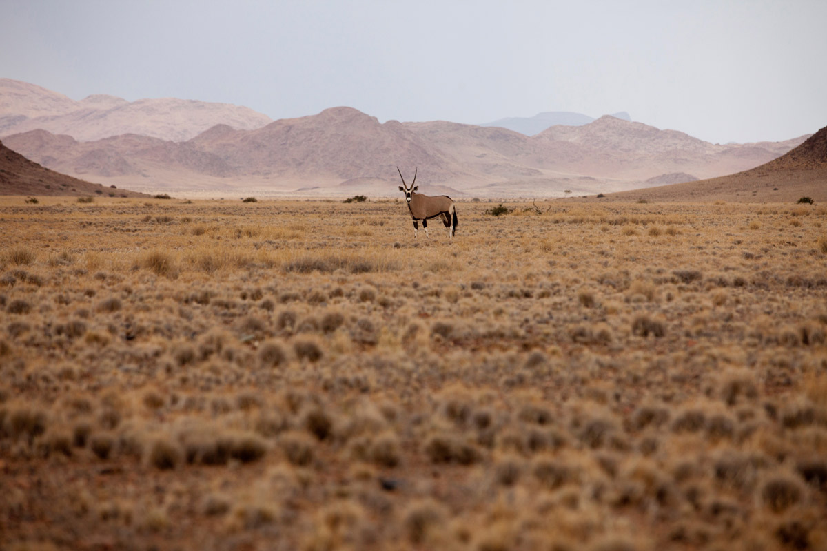 Namibian-desert