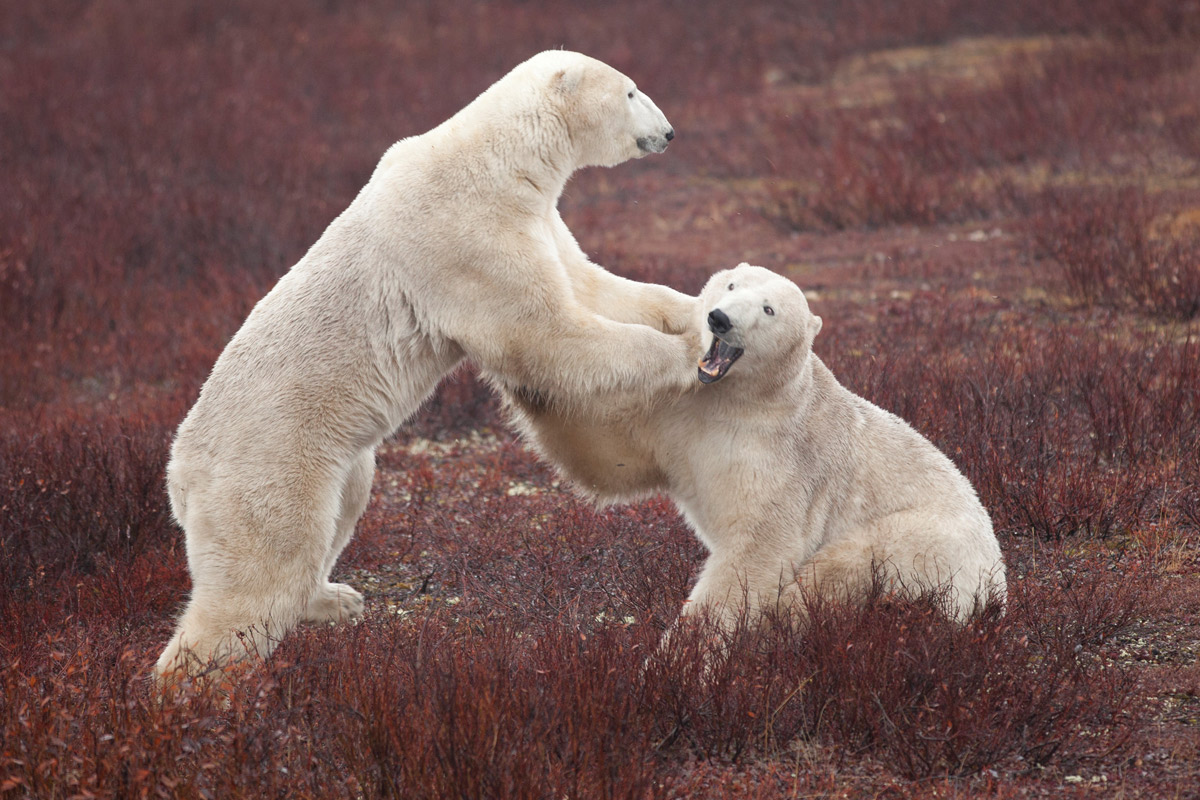 Polar-bears