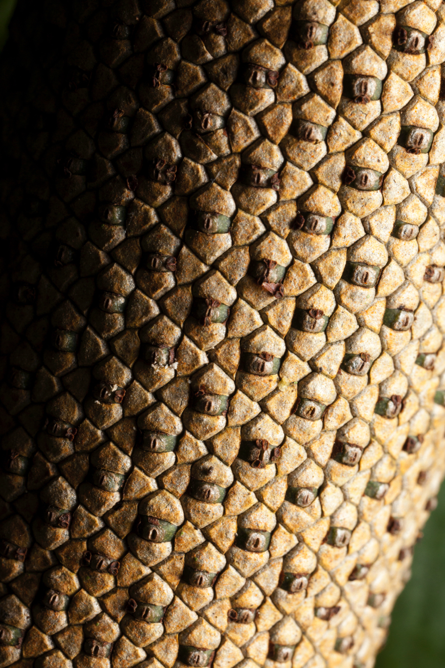 bark