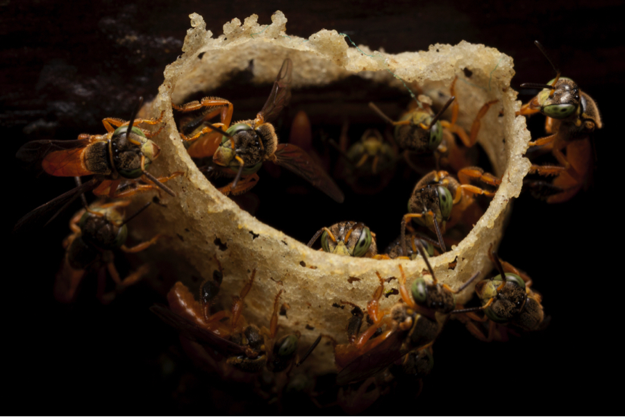 bees