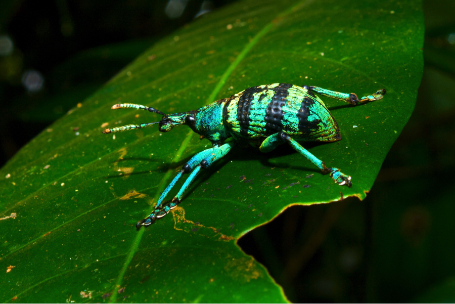 blue beetle