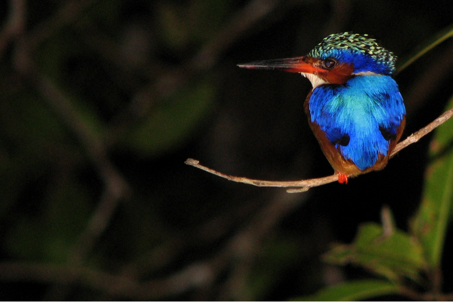blue bird