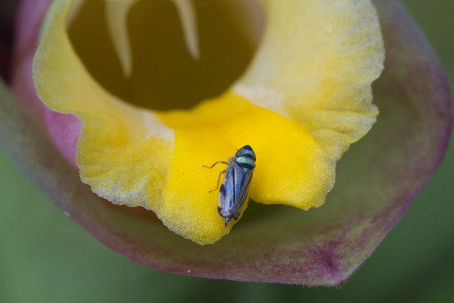 blue fly