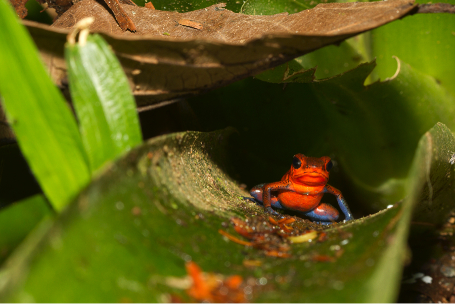 frog