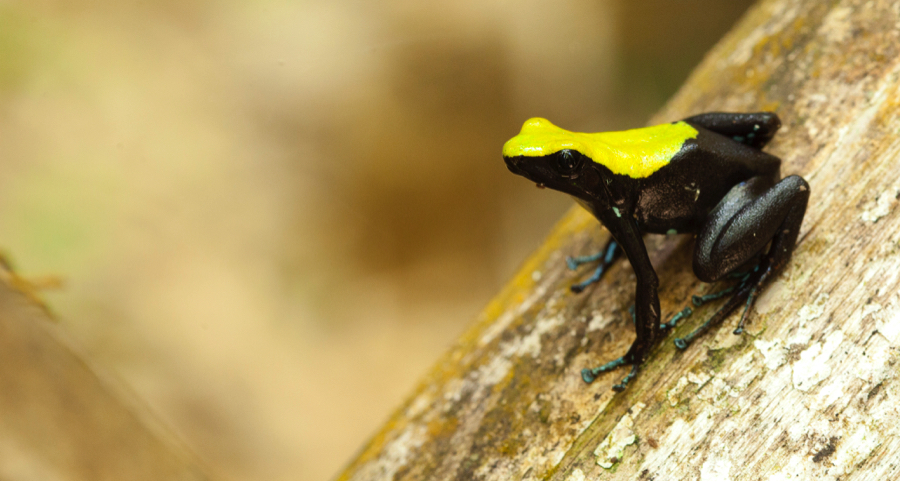 frog2