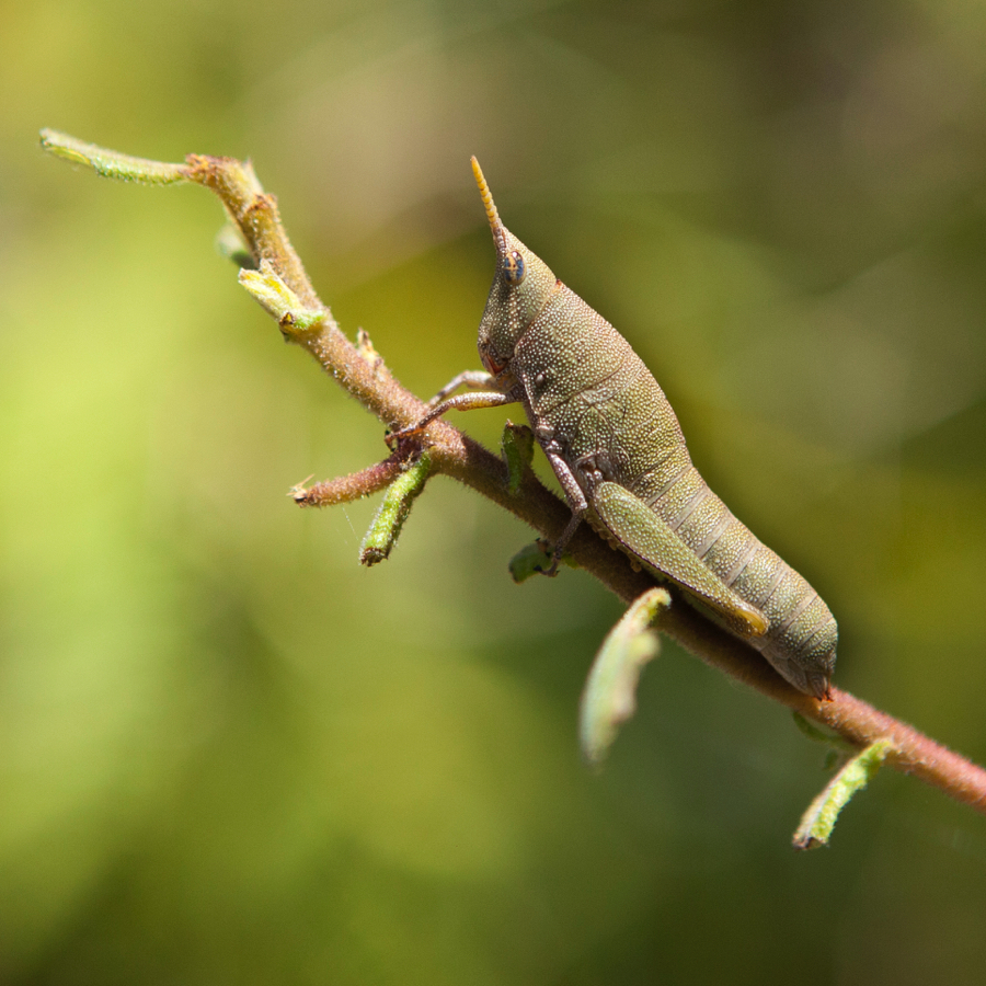 green bug