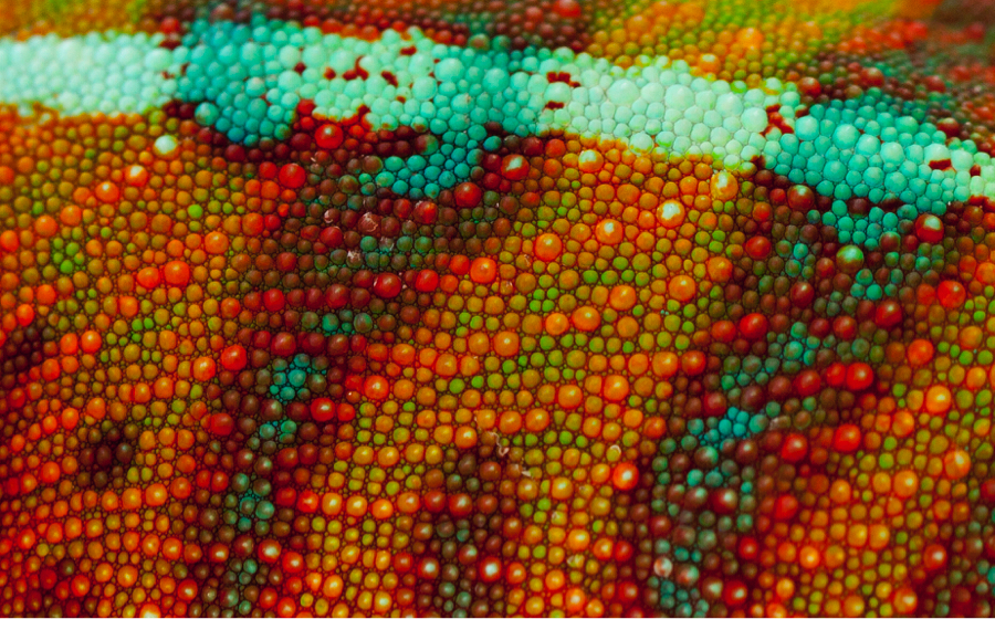 lizard skin