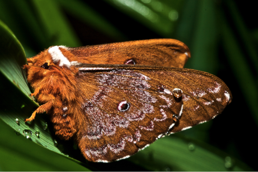 moth