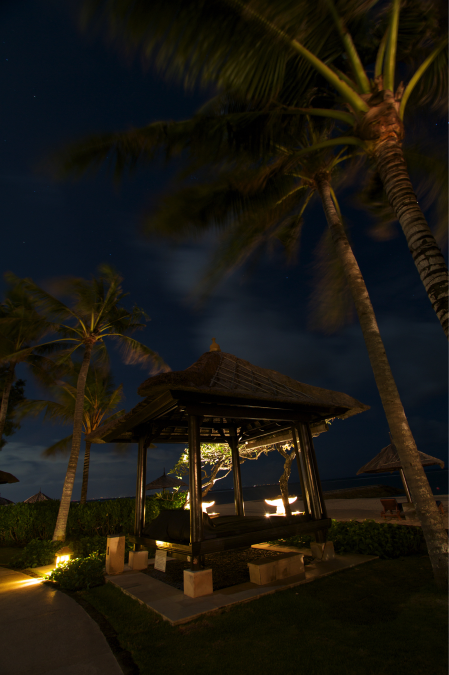 palm trees