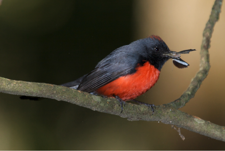 red bird