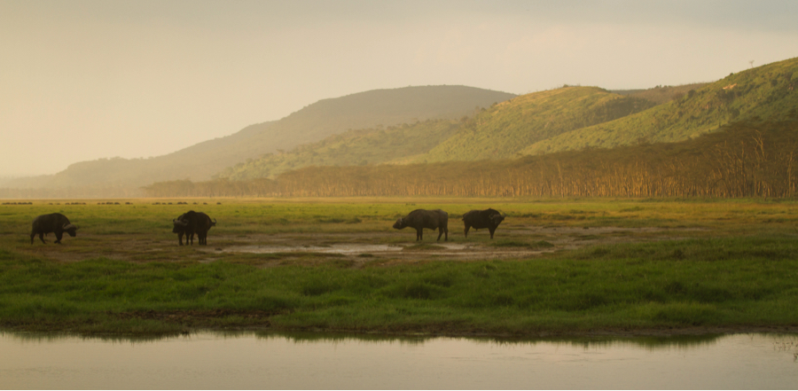 water buffalo