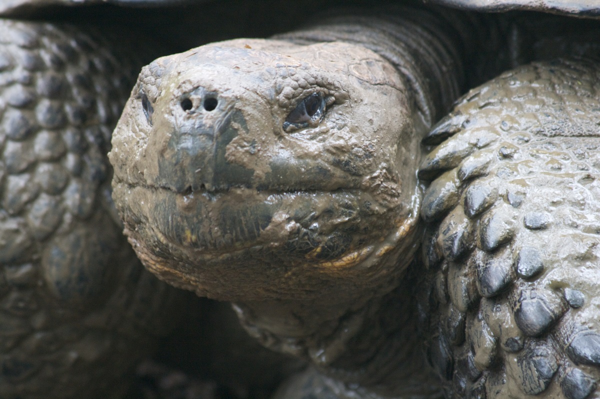 Galapagos tortoise