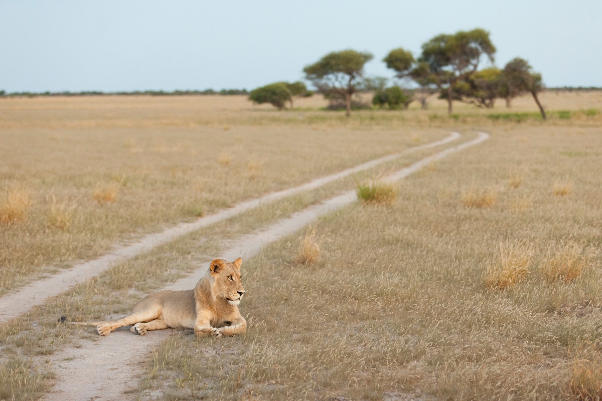 Lions2
