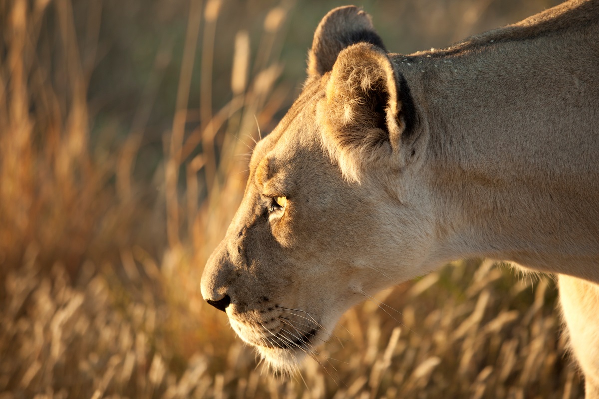 Lions4