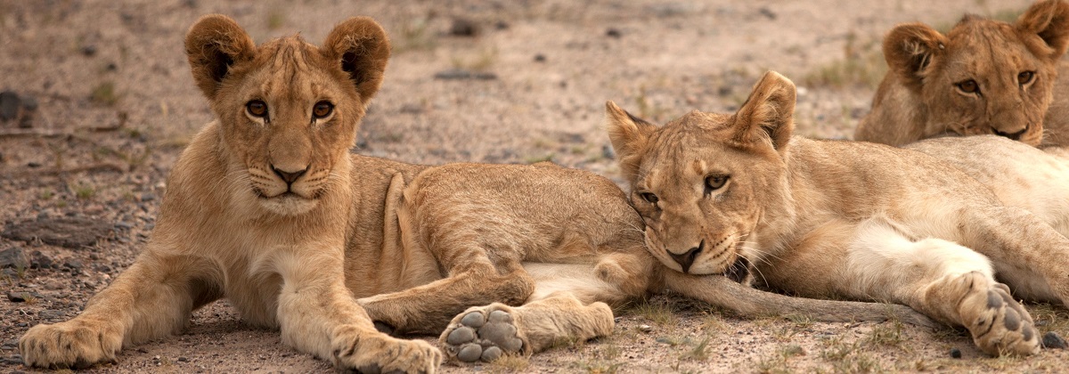 Lions5