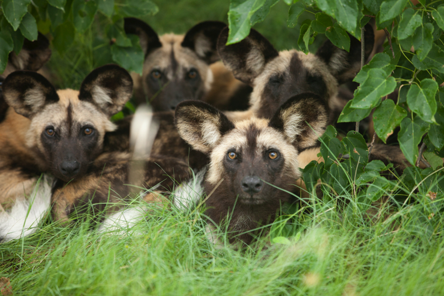 hyenas