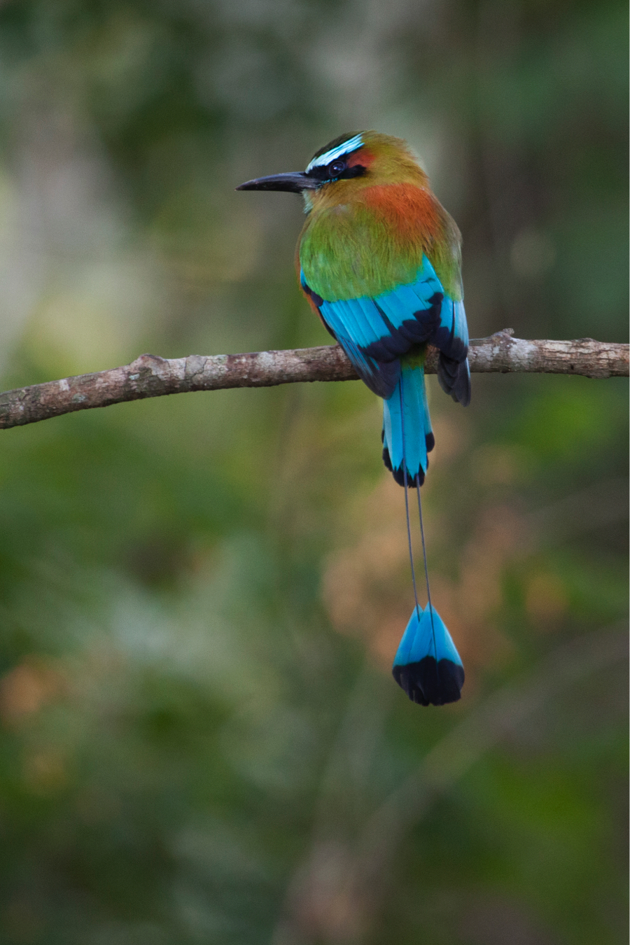 rainbow bird