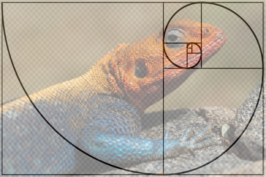 lizard photo composition golden ratio