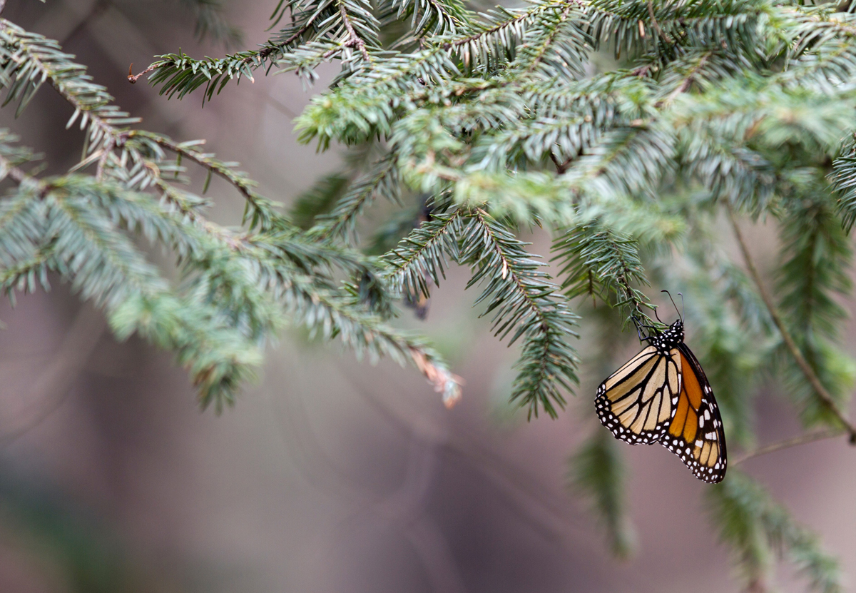 monarch butterfly, photo tour, danaus plexippus