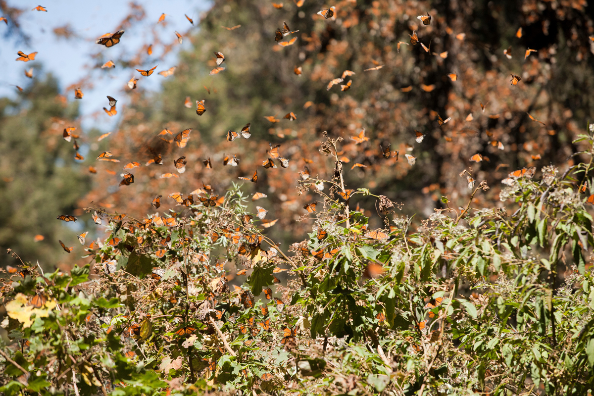 monarch butterfly, photo tour, mexico, el rosario