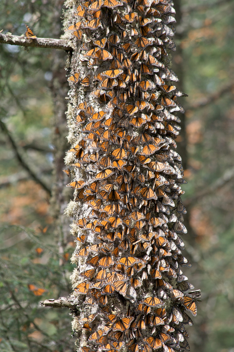 mexico, sierra chincua, monarch butterfly, photography, nature photography