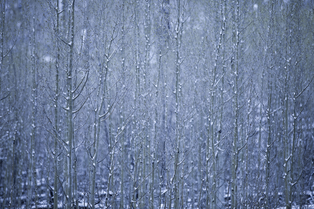 Aspen Snow