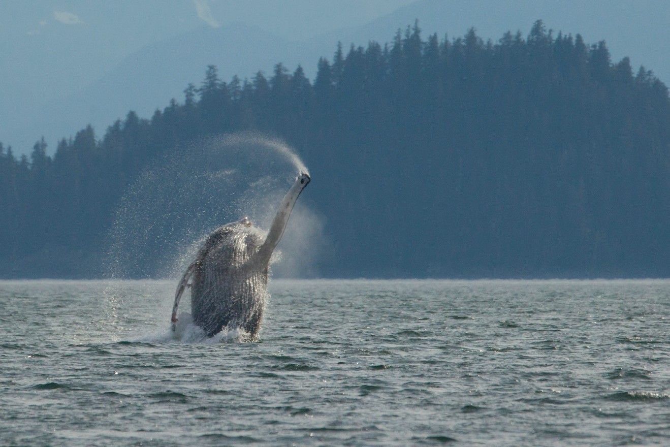 Humpback Whale