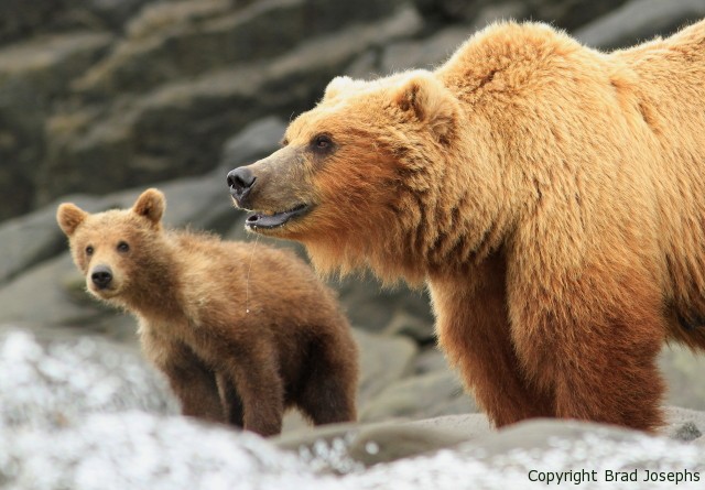 Brown bears in Alaska