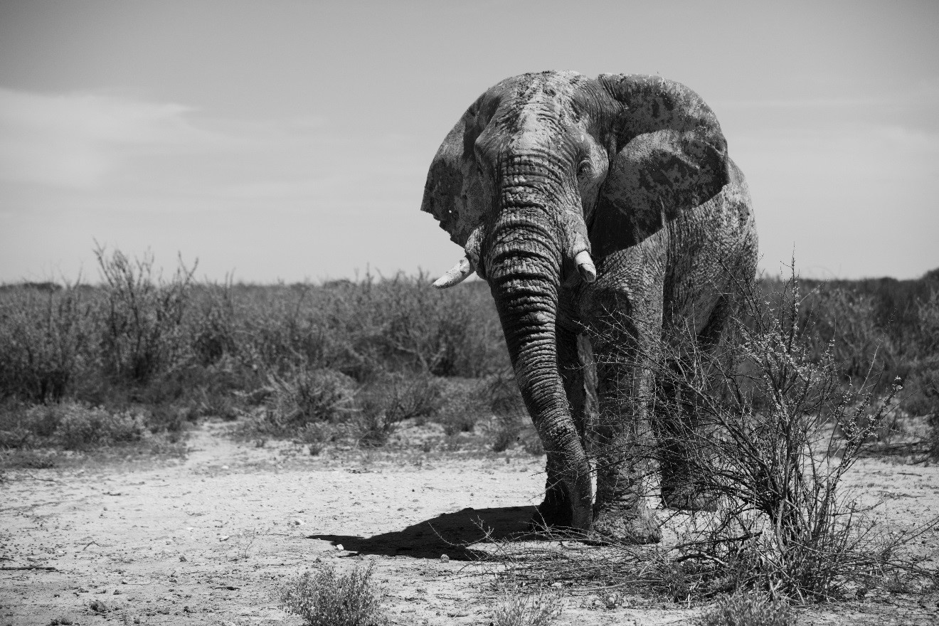 Black and White Elephant