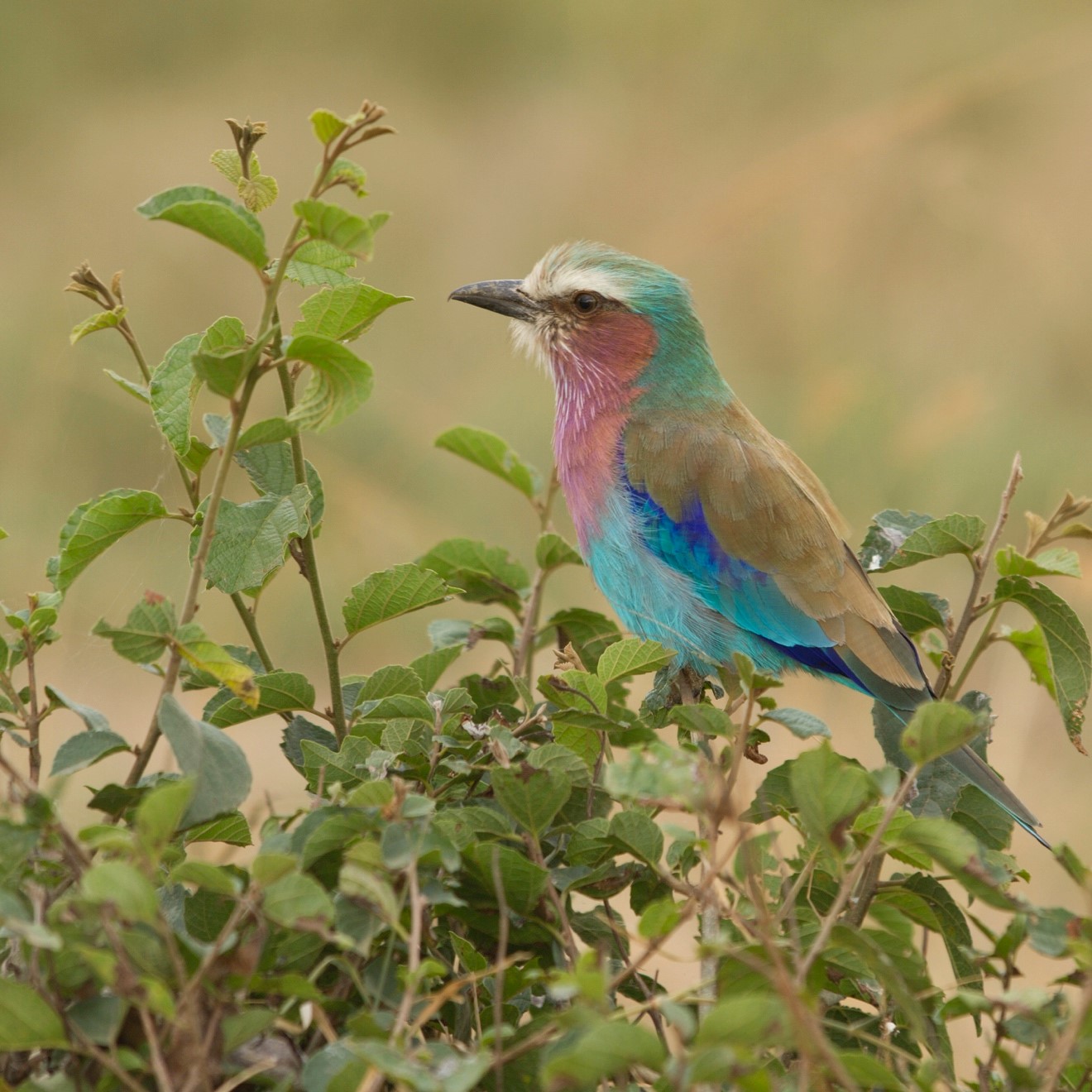 Lilac breasted roller