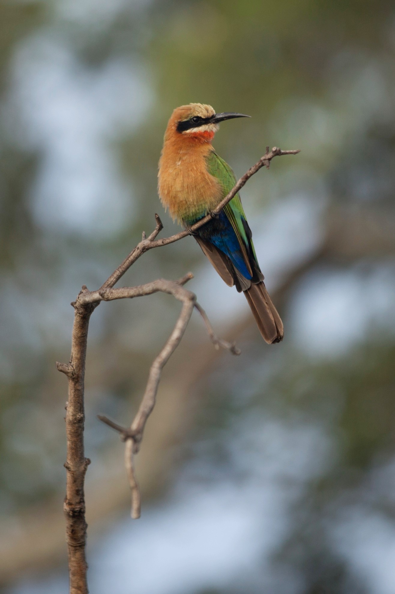 White-fronted bee eater