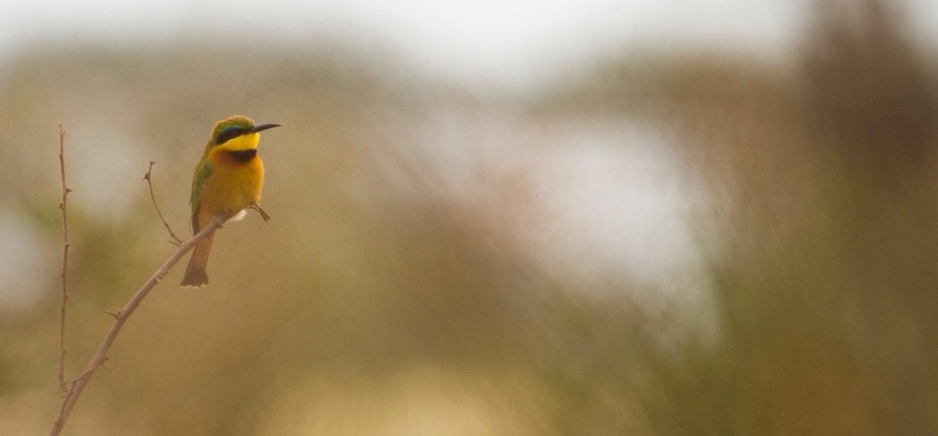 little bee eater