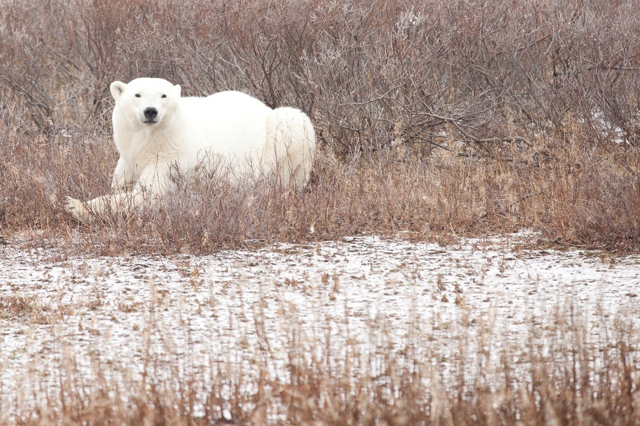 Polar Bear 1
