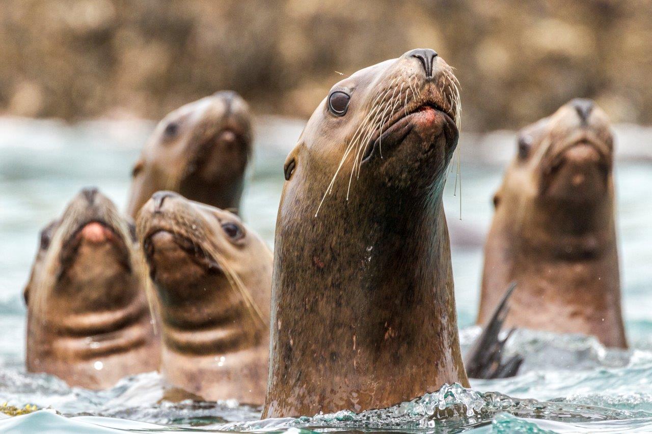 Ladies in the Water