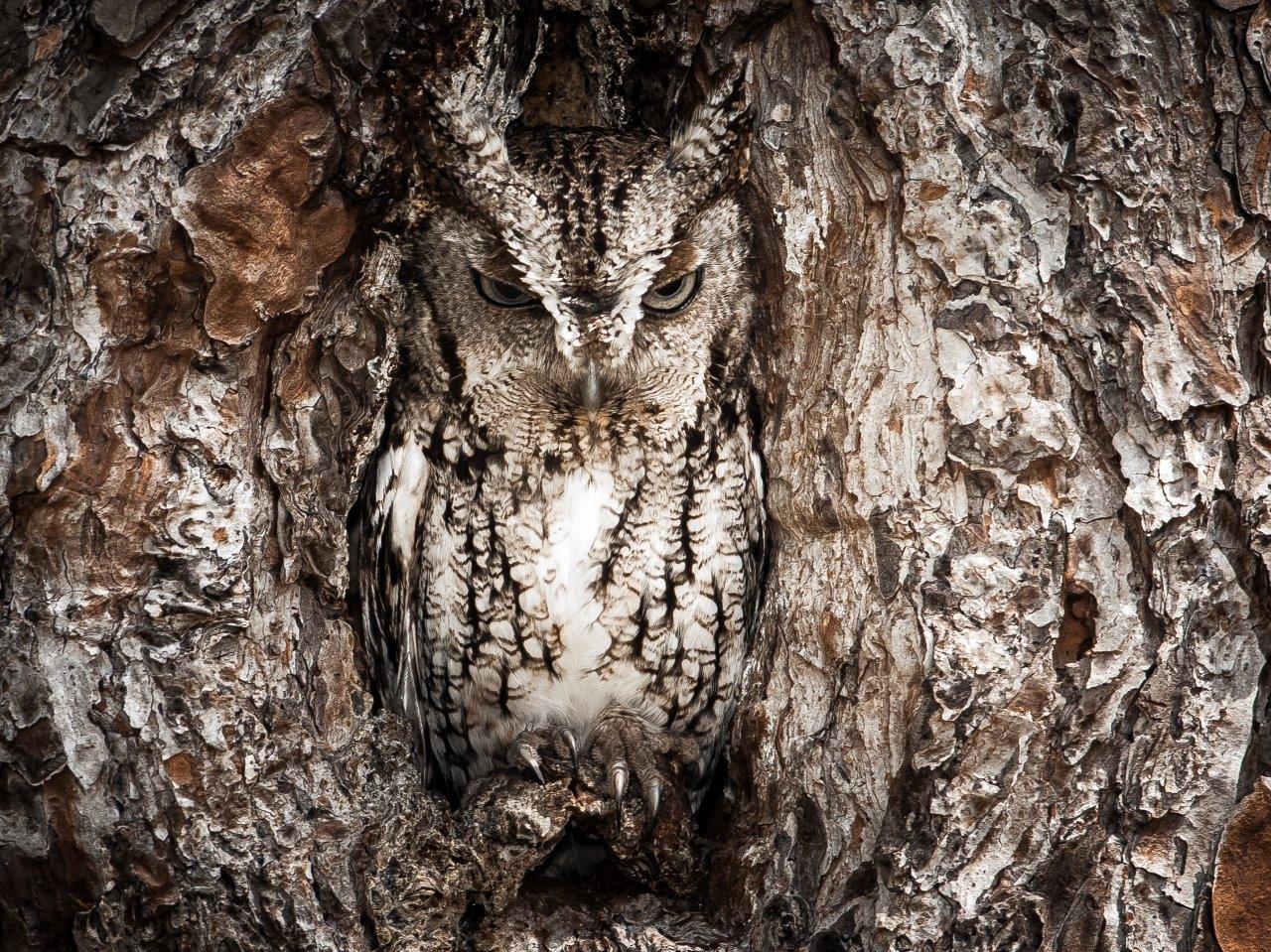 Master of Disguise