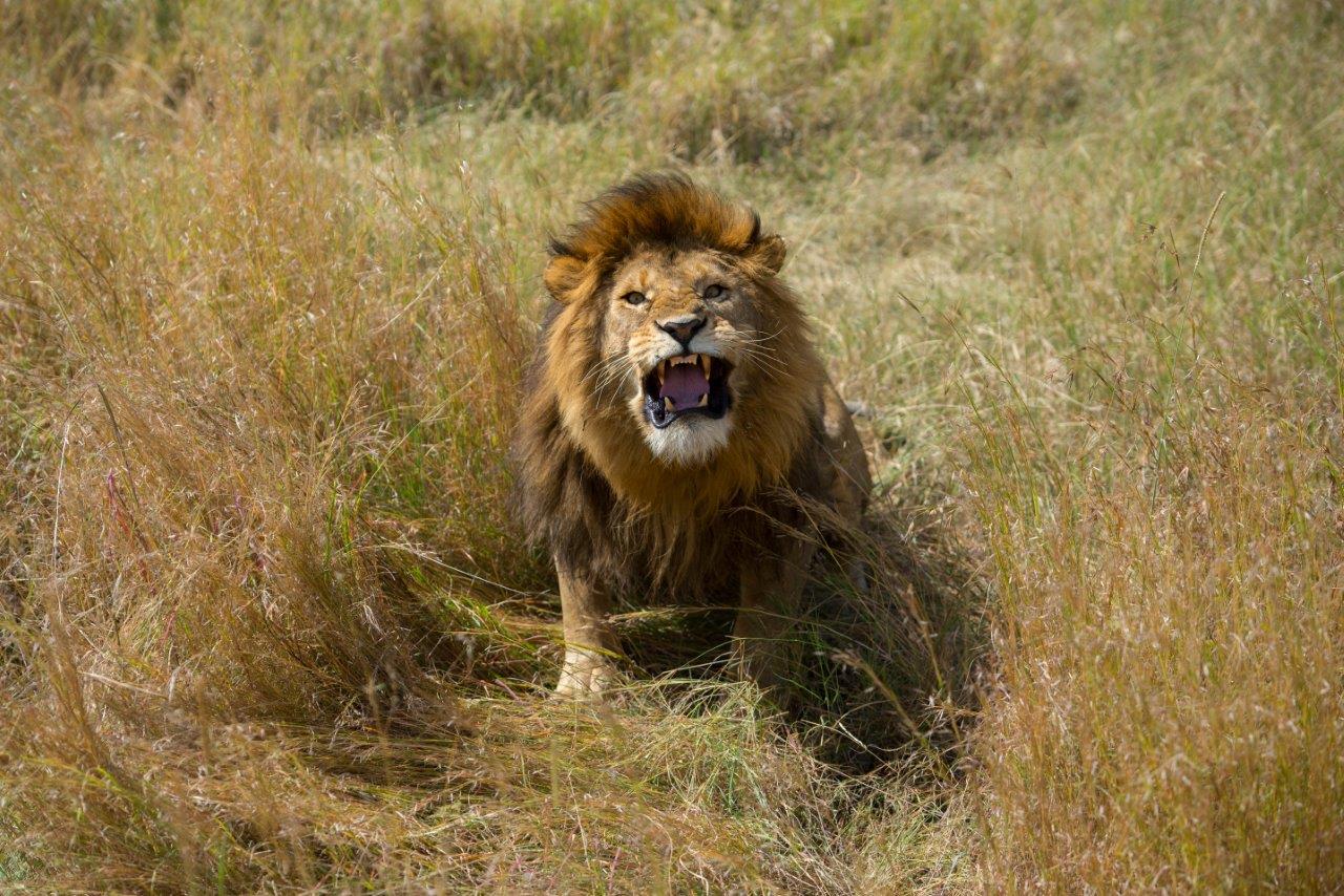 Roar