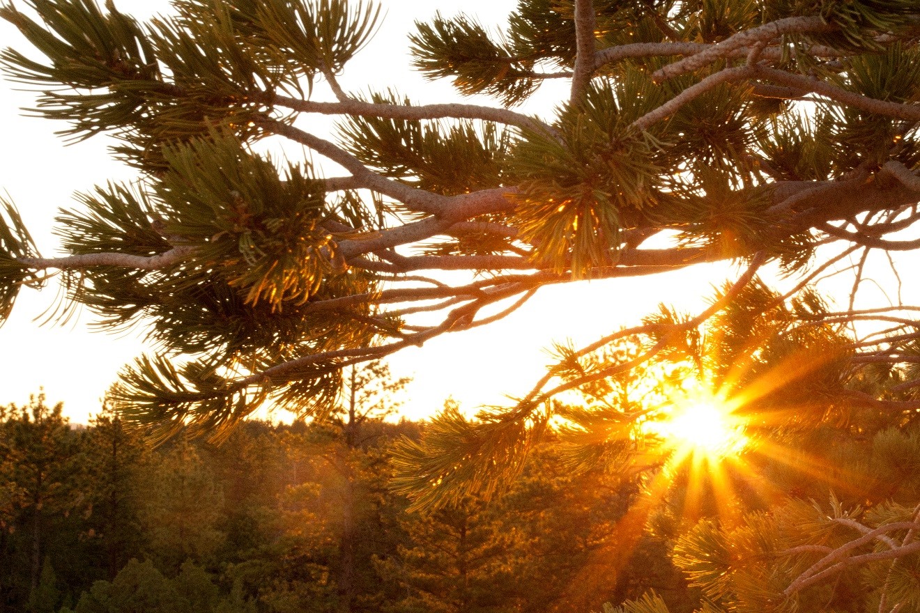 Sunburst