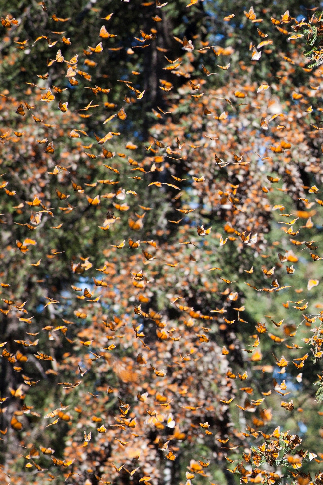monarch butterflies flying