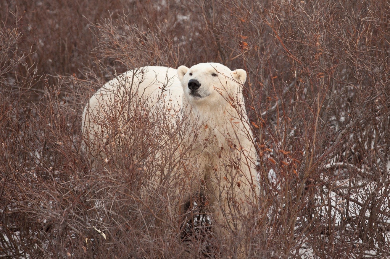 polar bear in willows