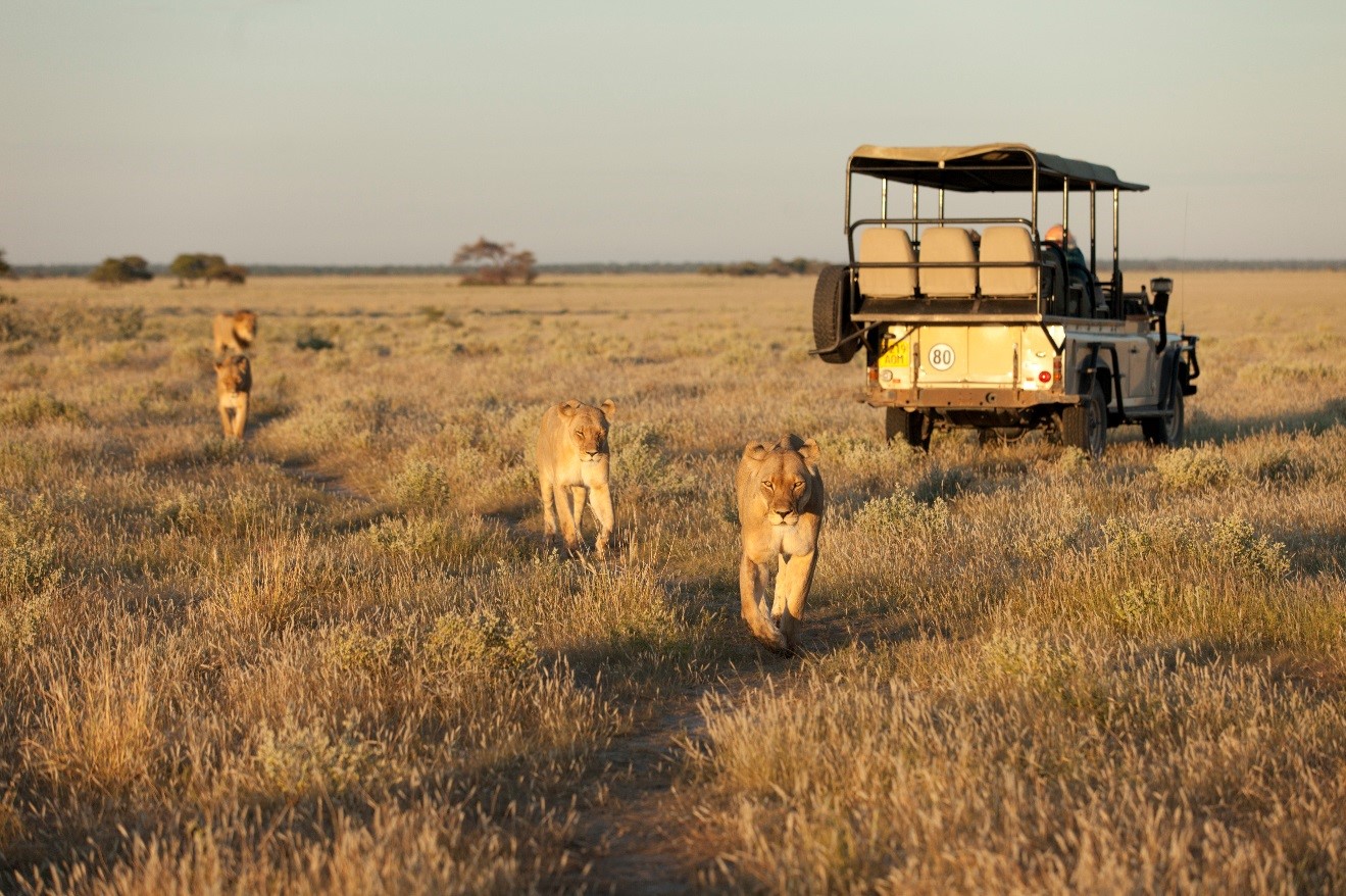 lions walking in the afternoon golden light of the kalahari desert, with safari vehicle