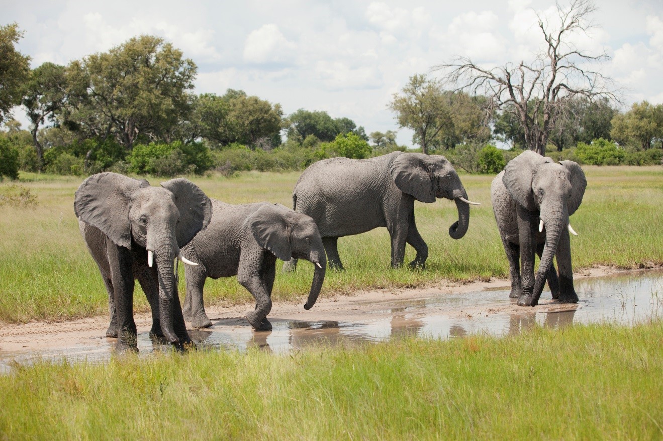 4 elephants bathing in the okavango delta