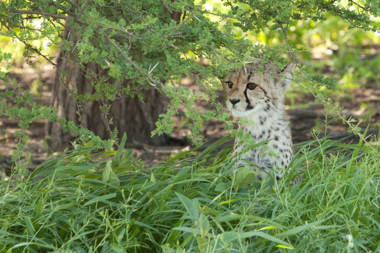 a cheetah cub in the kalahari desert during green season