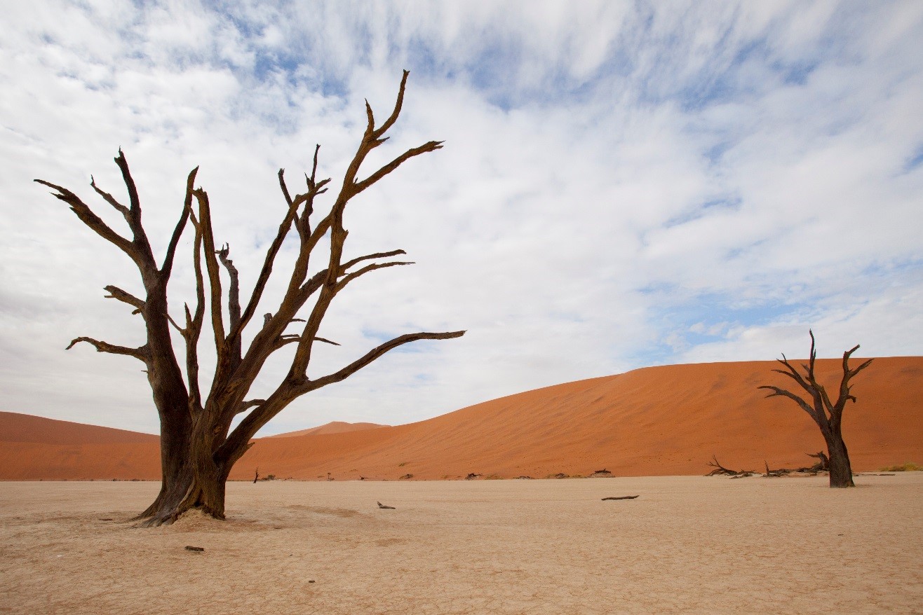 two trees framed in the salt pan of sossusvlei with a whispy blue sky