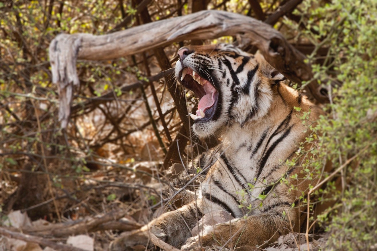 adult tiger yawning in the shade