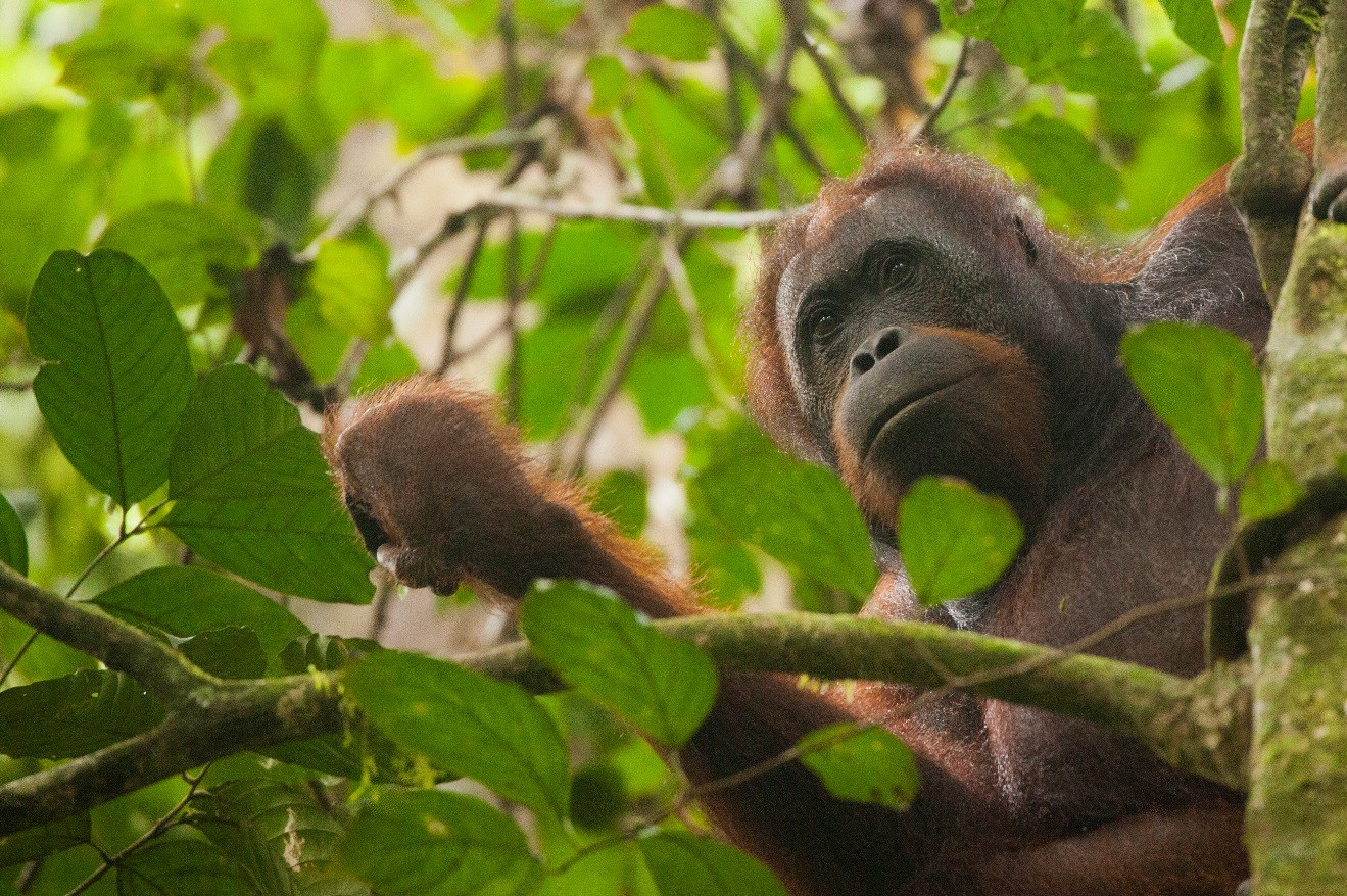 an adult female orangutan looks down from the trees in danum valley in borneo