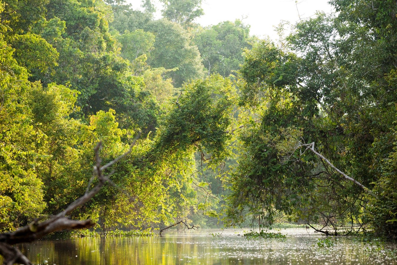 the soft morning light illuminates the kinabatangan river in borneo